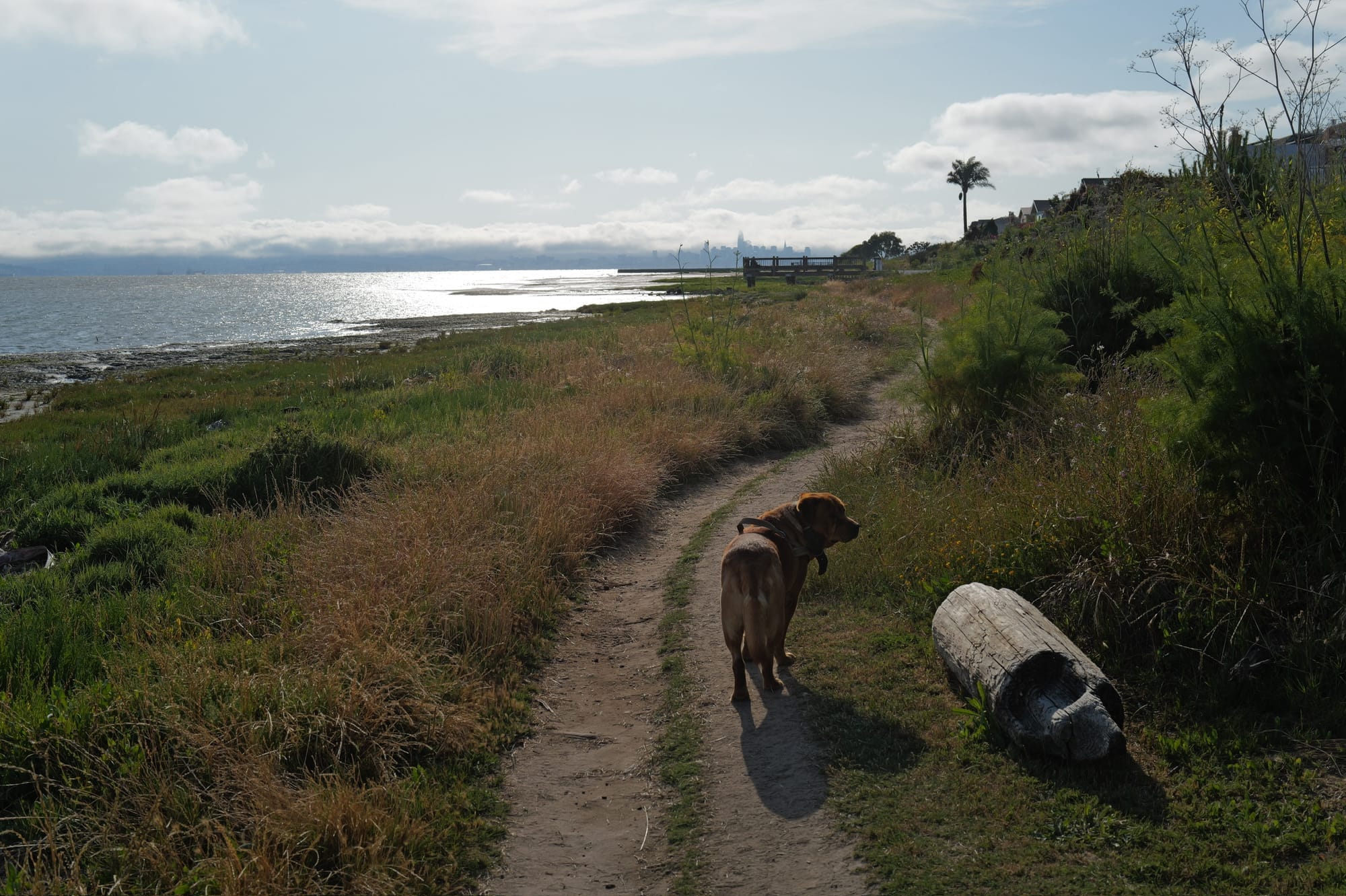 dog and the city